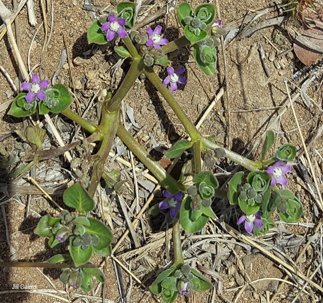 Raphionacme hirsuta